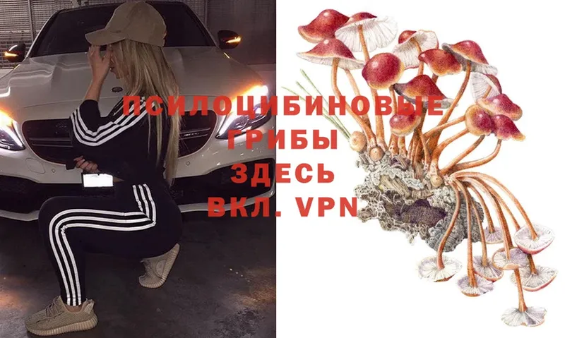 Галлюциногенные грибы Psilocybe  где продают   Москва 